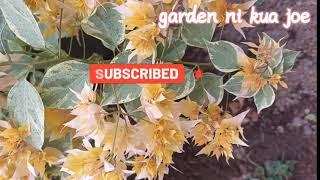 VARIEGATED AUSSIE GOLD TOP RARE BOUGAINVILLEA