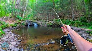 Fly Fishing for INCREDIBLE Trout