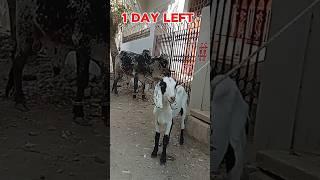 Qurbani 2024 Khuda Hafiz #shorts #qurbanikajanwer #khudahafizstatus