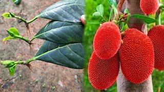 Teang CAMBO jackfruit With Two Kind Of Tree Propagation Method 100% Success  teang cambo