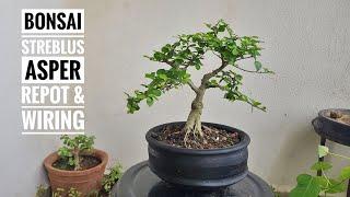 bonsai streblus asper  repot & wiring  hindi  abby bonsai