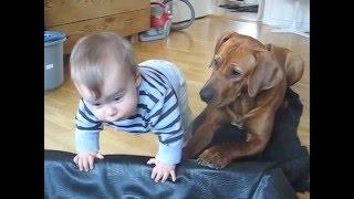 Ridgeback vs. small kid