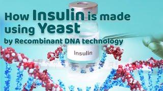 How Insulin is made in Yeast - through recombinant DNA technology