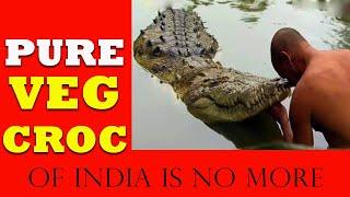 Vegetarian Crocodile Of India Dies at 75 in Kerala Temple