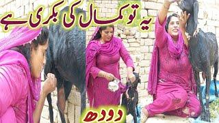 Pakistani Village Girl Goat Milking Video Vlog Girl Goat Milking By Hand Video Vlog Village Vlogs