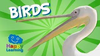Birds  Educational Video for Kids
