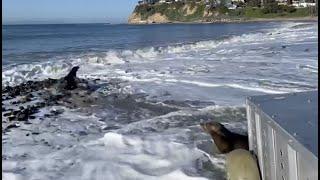 Fred and Sam Given a Second Chance at Life  California Sea Lion Rehabilitation