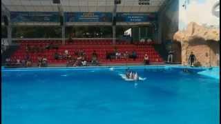 Dolphinarium