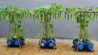 Growing cucumbers this way you wont need to buy cucumbers from the market anymore