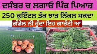 ਪਿਆਜ ਦੀ ਖੇਤੀ ਪਿਆਜ਼ ਦੀ ਪਨੀਰੀ ਤਿਆਰ ਆ onion nursery onion farming techniques in  punjab India