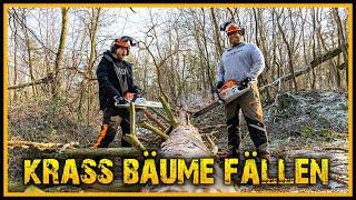 Baum fällen - Ob das gut geht? - Naturensöhne Bushcraft Outdoor