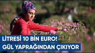 Gül Yaprağından Çıkıyor Litresi 10 Bin Eurodan Büyük Talep Var  AGRO TV Haber