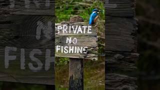 Capturing the perfect image of the Kingfisher on the sign The Results