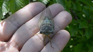 Цикада певчая  Cicadidae