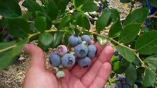 Cara Menanam Budidaya Buah Blueberry