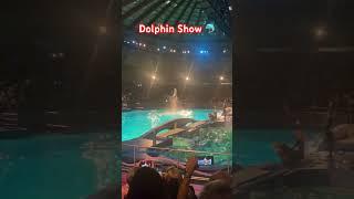 Dolfinarium Best Dolphins Show in Europe  #marveler