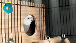 Breeding my cockatiels