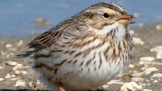 Savannah sparrow bird