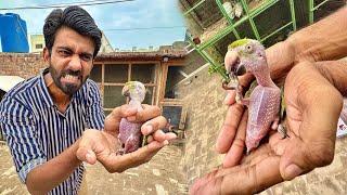 Yeh Baby Nahi 2 Saal Ka Parrot Hai   Rescue Parrot