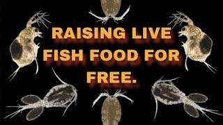 2 Year Update My Outdoor Live Fish Food Tubs Daphnia & Cyclopse Cultures. Simple Easy & Healthy