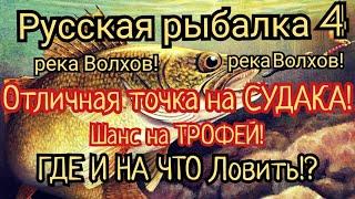 РР4. река Волхов. Клевая точка на Судака Шанс на трофей всегда есть Где и на что ловить?