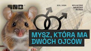 Mysz która ma dwóch ojców