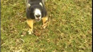 Big Florida Fox Squirrel on golf course