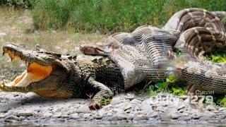Pertarungan Reptil Buaya VS Piton Crocodile Vs Python Survival Battle