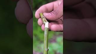 Best  Grafting And Easy a plant #grafting #plantgrafting