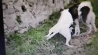 dogo vs wolf fight Dogo Argentino brutal Fight