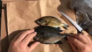 How to Fillet Bluegill - QUICK and EASY