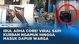 Bikin Heboh Kumpulan Video Sapi Kurban Ngamuk di Sejumlah Daerah