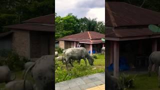 Buffalo in the Back Yard - Lake Toba Sumatra