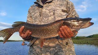 PIKE BREAKS THE HOOKS We got on the Zhor of a Hungry Pike. Lake Monatka. Fishing on Spinning