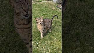 Watch This Bengal Cat Talk Back To Me 孟加拉貓回答我 #cat #bengalcat #貓