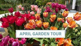 April Garden Tour Including Tulip Tour and The BEST Flowering Cherry  Cottoverdi