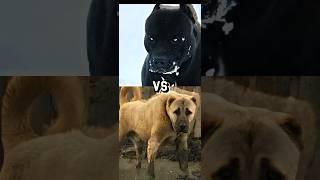 Pitbull VS TURKISH KANGALCANE CORSOGERMAN SHEPHERDMOST INTIMADATING DOG BREED