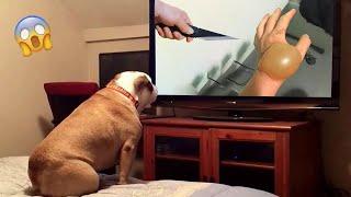 The Funniest Dog Reactions Ever  Funny Pets Videos Compilation