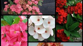 Amazing Different types of Euphorbia Plants  Euphorbia Milii  Euphorbia Flowers  Wonderful Ideas