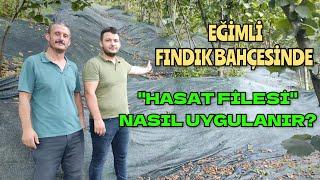 FINDIK TOPLAMA FİLESİ ile Eğimli Arazide Hasat Nasıl Yapılır?