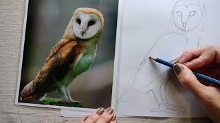 How to draw an owl 