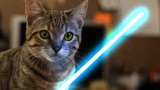 Jedi Kitten - The Force Awakens