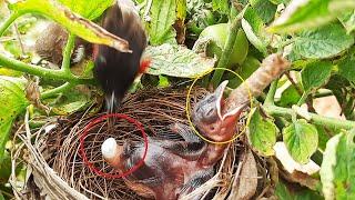 Mom Struggle Eating POOP & Feeding Big Caterpillar at Once  Bulbul birds in nest  Cuckoo eggs N