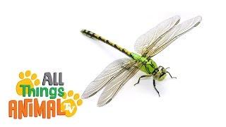 * DRAGONFLY *  Animals For Kids  All Things Animal TV