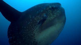 Rare Footage of Ocean Sunfish Getting Cleaned  BBC Earth