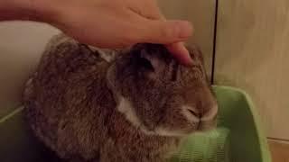 Flemish Giant Rabbit Good boy