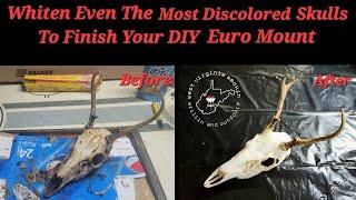 Whiten Even the Most Discolored Deer Skulls to Finish a DIY Euro European Mount for Display