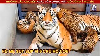 Hổ Mẹ sinh ra 5 chú hổ con vừa phải làm cha và mẹ khiến nó bất lực  Review Con Người Và Cuộc Sống