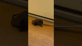 Fledermaus in meinem Zimmer #animallover #bat #cuteanimals #tiervideo #süss #familie