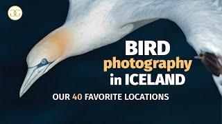 BIRD PHOTOGRAPHY IN ICELAND - Our 40 Favorite Locations  ANNOUNCEMENT